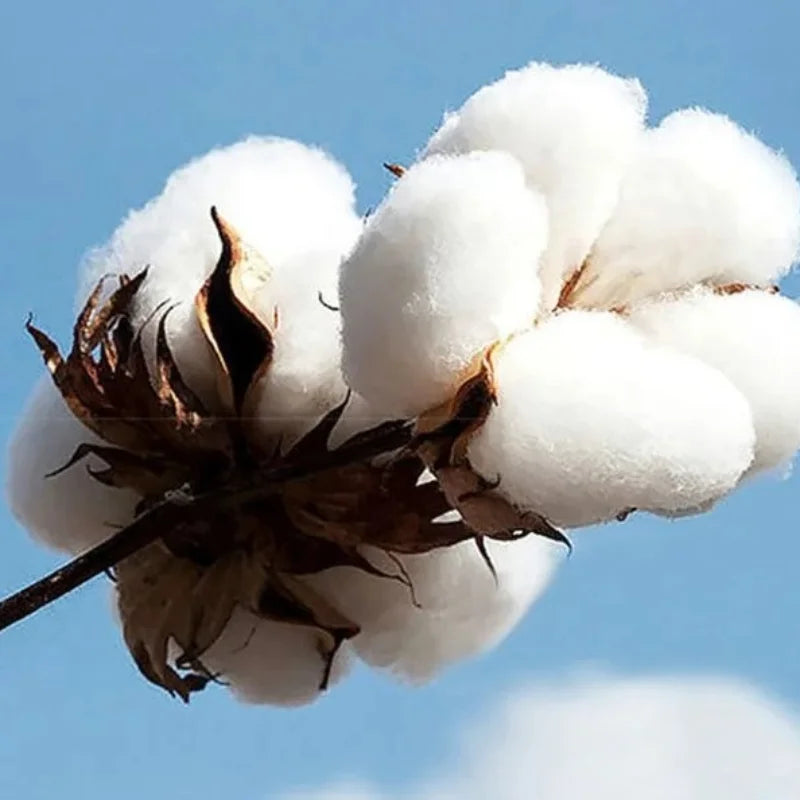 T-Shirt Disney Le Roi Lion Simba Graphique - 100% Coton Loose Casual Été Unisexe